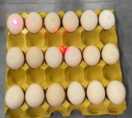 鸡蛋二维码打码